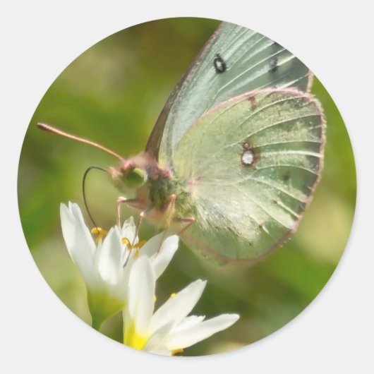 にんにく偽のアパレルとギフトの上のグリーンモス ラウンドシール (正面)