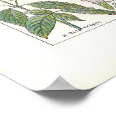 ～に含まれる薬用植物の消化フランスの促進剤 ポスター (角)