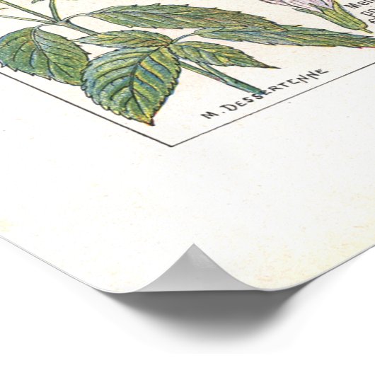 ~に含まれる薬用植物の消化フランスの促進剤 ポスター (角)