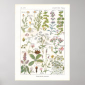 ~に含まれる薬用植物の消化フランスの促進剤 ポスター (正面)