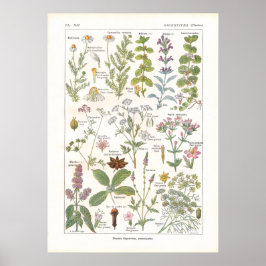 ～に含まれる薬用植物の消化フランスの促進剤 ポスター