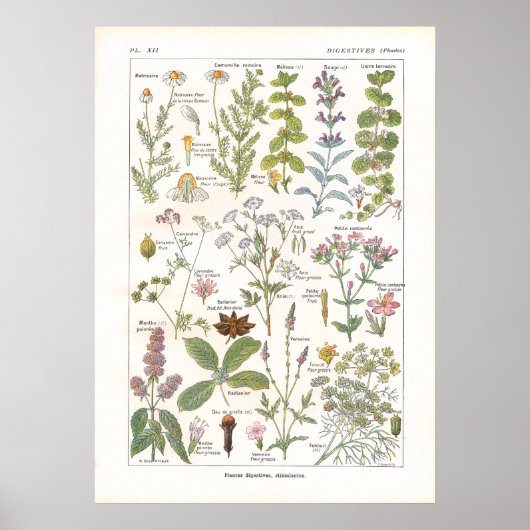～に含まれる薬用植物の消化フランスの促進剤 ポスター (正面)
