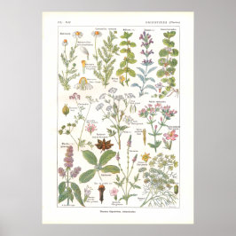 ~に含まれる薬用植物の消化フランスの促進剤 ポスター