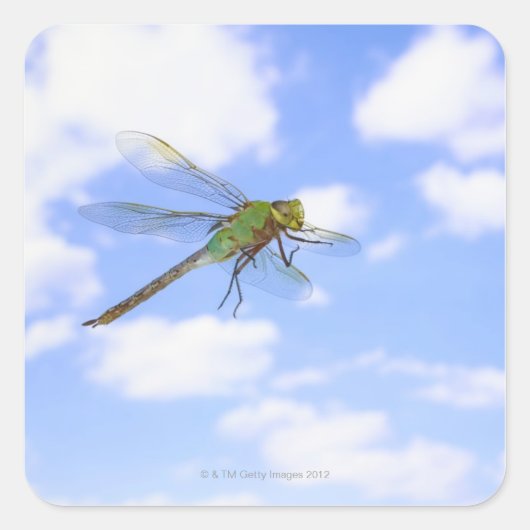 ~に対するグリーンダーナー飛んでいる(Anax junius) スクエアシール (正面)