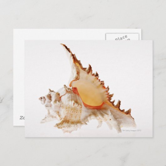 ~に対するラモース・ムレックス(Chicoreus ramosus)砲弾 ポストカード (正面/裏面)