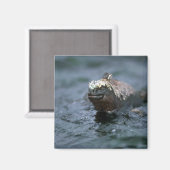 ～に泳ぎ出す海のイグアナ食べ物を与え マグネット (正面/裏面)