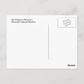 ぬれたドッグウッドの花 ポストカード (裏面)