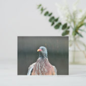 ぬれたハトのはがき ポストカード (スタンド正面)