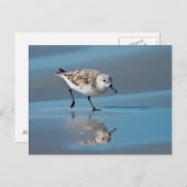 ぬれたビーチで食べ物を与えるミユビシギ(Calidris Albe) ポストカード (正面/裏面)