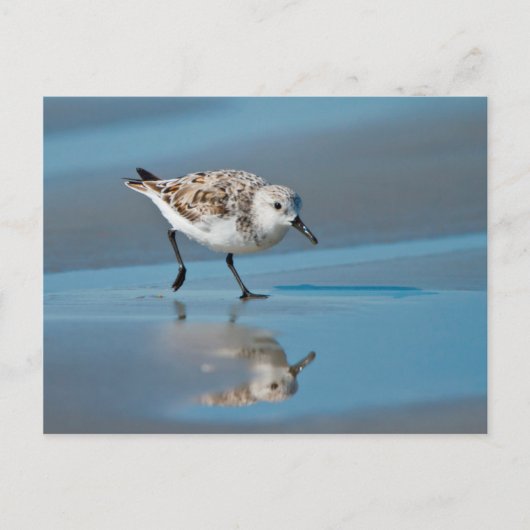 ぬれたビーチで食べ物を与えるミユビシギ(Calidris Albe) ポストカード (正面)