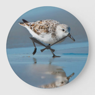ぬれたビーチで食べ物を与えるミユビシギ(Calidris Albe) ラージ壁時計