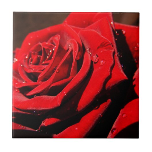ぬれ独身のた赤バラ花瓦 タイル (正面)