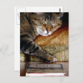 ねこねる本のポストカード ポストカード (正面/裏面)