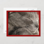 ねこはがき ポストカード (正面/裏面)