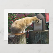 ねこはがき ポストカード (正面/裏面)