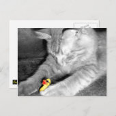 「ねこアヒル食べ物を与えハガキを止めろって ポストカード (正面/裏面)