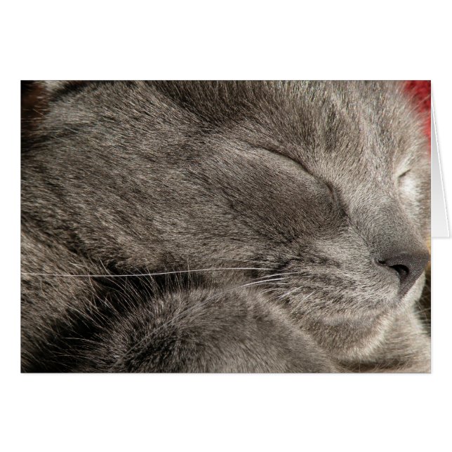 ねこノートカードのスリープ (正面横)