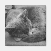 ねこ磁石 マグネット (正面)