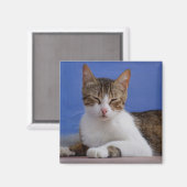 ねこ磁石 マグネット (正面/裏面)