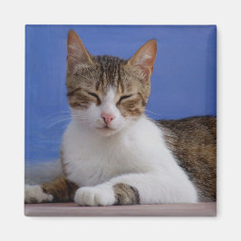 ねこ磁石 マグネット