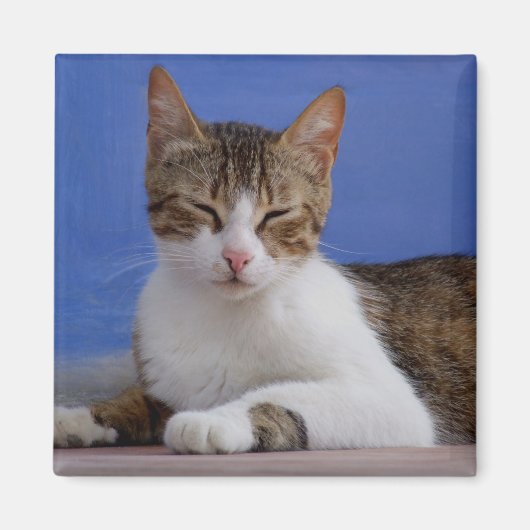 ねこ磁石 マグネット (正面)