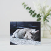 ねこ立ち上がり葉書 ポストカード (スタンド正面)