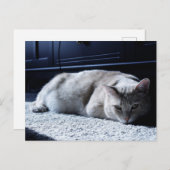 ねこ立ち上がり葉書 ポストカード (正面/裏面)