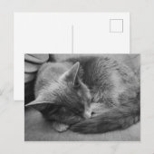 ねこ葉書 ポストカード (正面/裏面)