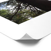 ねじれた枝ヨセミテグリーンカラー写真 ポスター (角)