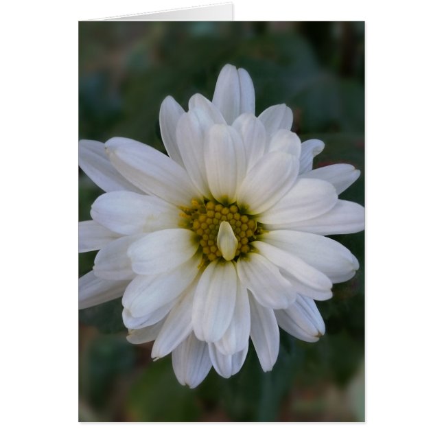 ねじれた白い花弁 (正面)