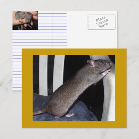 ねずみ葉書 ポストカード (正面/裏面)