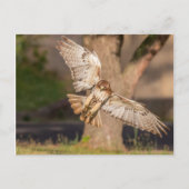 ねらいの赤尾のタカ ポストカード (正面)