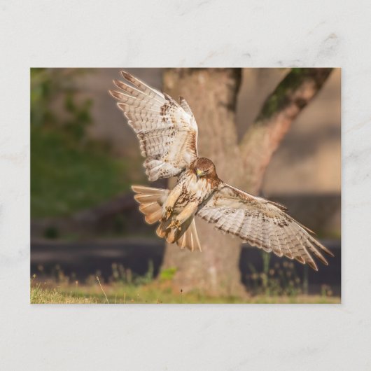 ねらいの赤尾のタカ ポストカード (正面)