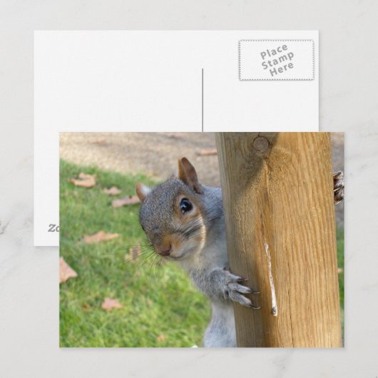 のぞきー！ ポストカード (正面/裏面)