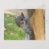 のぞきー！ ポストカード (正面)