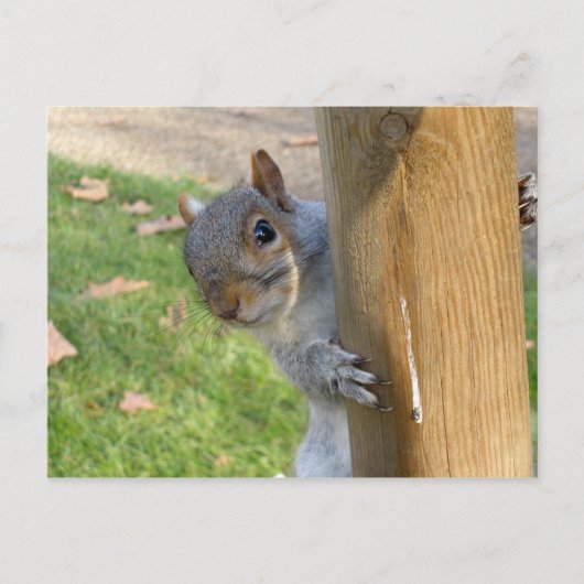 のぞきー！ ポストカード (正面)