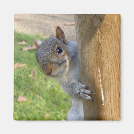 のぞきー！ マグネット (正面)