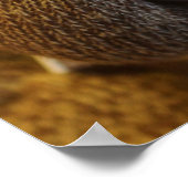 のぞき見する靴下ザル ポスター (角)