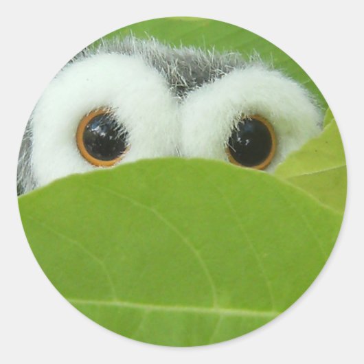 のぞき見する ラウンドシール (正面)