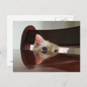 のぞき込むラグドール猫のポストカード ポストカード (正面/裏面)