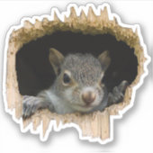 のぞく。 – 灰色リス シール (正面)