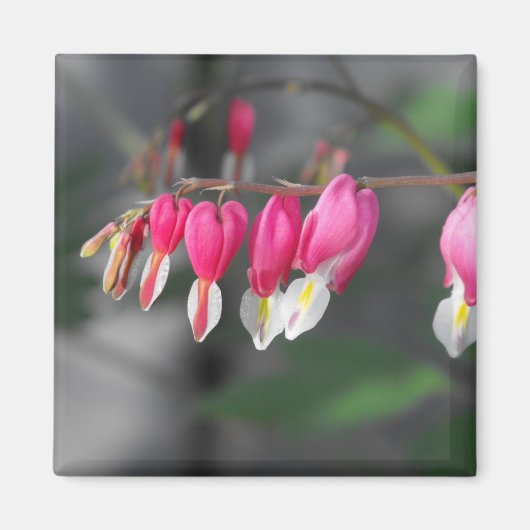 のつるハート磁石 マグネット (正面)