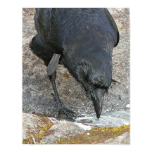 のどかなカラスの水飲み写真プリント