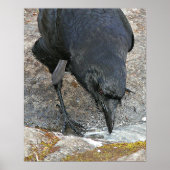 のどが渇いたカラスの飲料水写真 ポスター (正面)