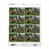 のどが渇いたフレックヴィエ ラベル (フルシート)