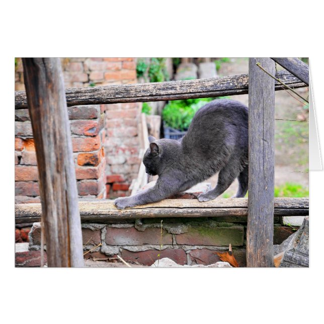 のびをする猫 (正面横)