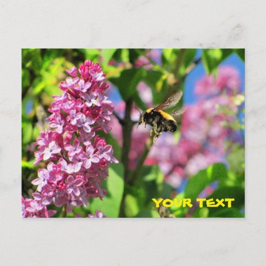 のまわりにがライラックを舞い上がる ポストカード (正面)