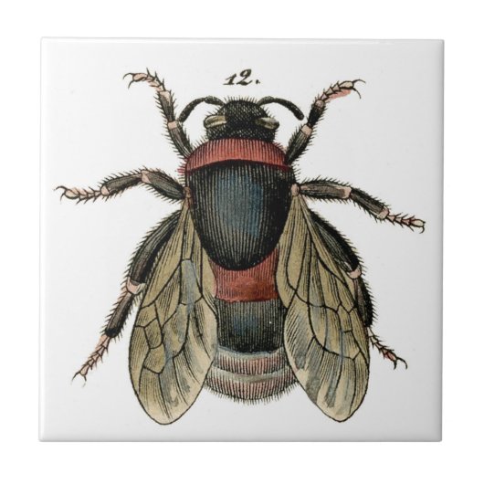 のまわりにのクラシックな動物学のエッチング タイル (正面)