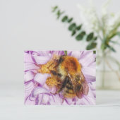 のまわりにのミカエルマスデイジーはがき ポストカード (スタンド正面)