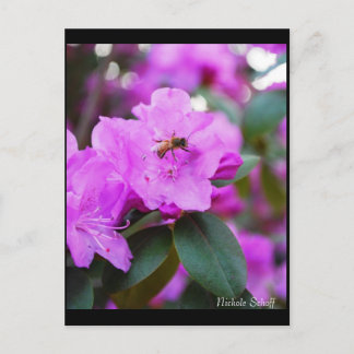 のまわりにはがき ポストカード